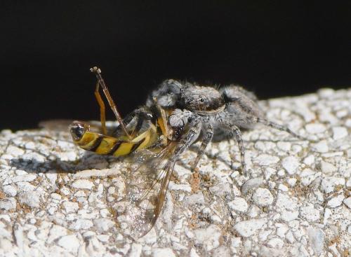 Menemerus taeniatus